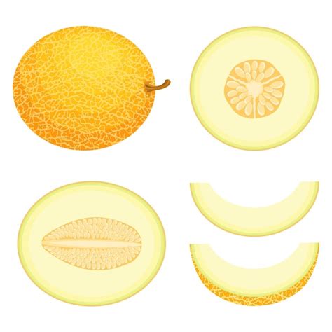 Premium Vector Set Of Fresh Whole Half Cut Slice Honeydew Melon Fruit