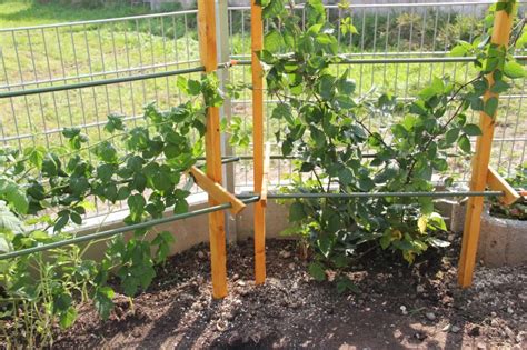 Rankhilfe Pergola für Himbeeren und Brombeeren Bauanleitung zum