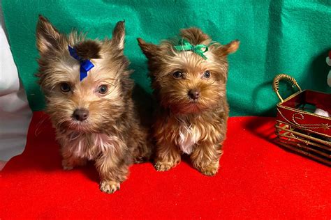 Mini Yorkies - Yorkshire Terrier Puppies For Sale - Born on 09/13/2019