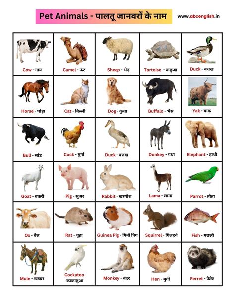 pet animal or wild animal name 7