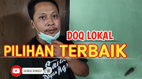 Doq Puyuh Usia Hari Jatinom Blitar Youtube