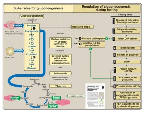 Glycolysis And Gluconeogenesis Concept Map - Corene Charlotte