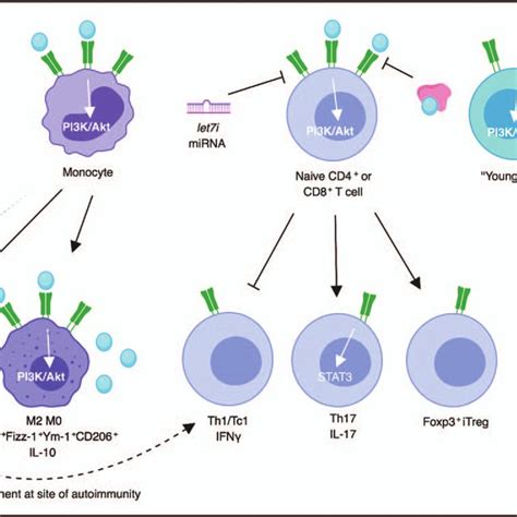 Immunoregulatory Effects Of Insulin Like Growth Factors Known