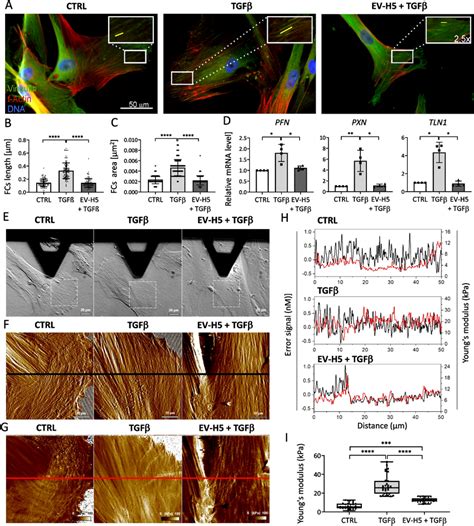 Analysis Of Hips Ev H5 Impact On The Actin Cytoskeleton Focal