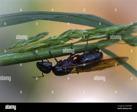 queen ants wings  res stock photography  images alamy