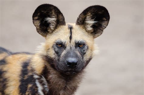 Lycaon African Wild Dog - Free photo on Pixabay