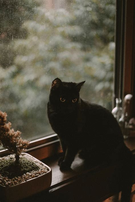 Black Cat Aesthetic Wallpaper