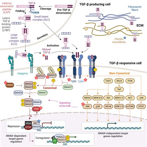 Frontiers Dysregulation Of The Immune Response In Tgf Signalopathies