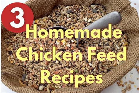 3 Amazing Homemade Chicken Feed Recipes - My Homestead Life