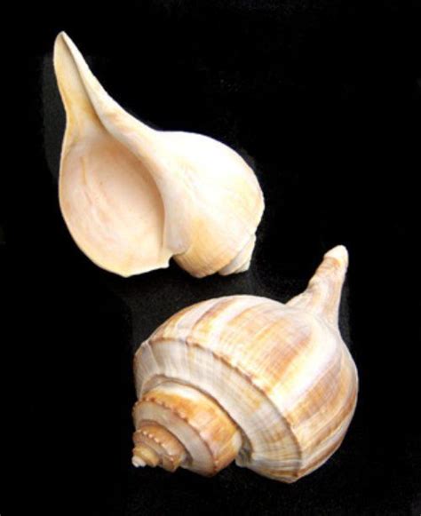 Channeled Whelk Whelk Shells Buccinidae Original Shell Use For The