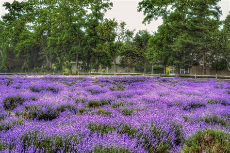 Long Island Lavender Fields | Escape in Her Travels