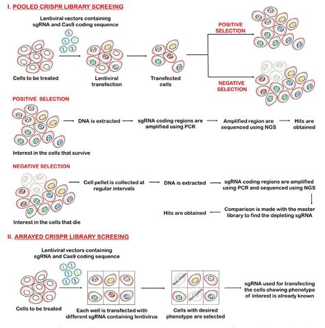 Table From Identifying Synthetic Lethal Targets Using Crispr Cas