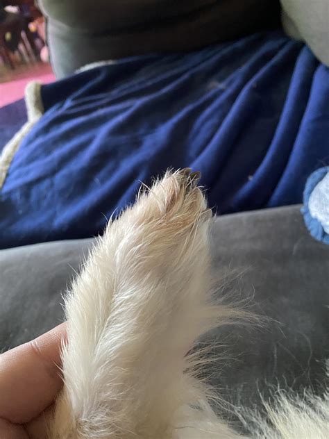 Would socks solve paw licking? : r/DogAdvice