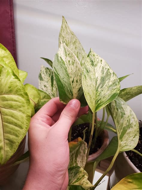 Golden Pothos Rpothos