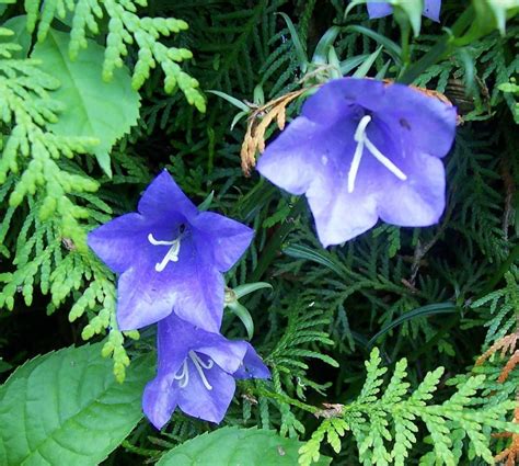 Kostenloser Versand Campanula Persicifolia Grandiflora Coerulea