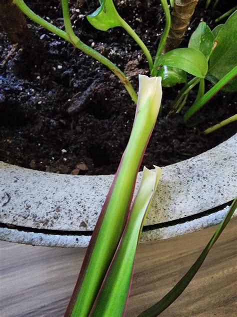 Dracaena Marginata Wilting Stems And Falling Stems Rplantclinic