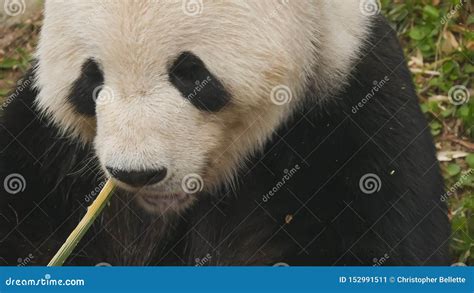 Red Panda Feeding Royalty-Free Stock Photo | CartoonDealer.com #62541711