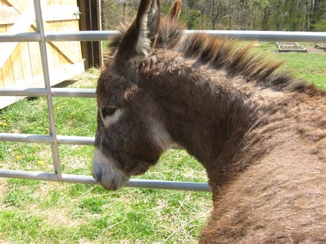 The Dancing Donkey: Donkey Em's Tips & Techniques For Training Humans