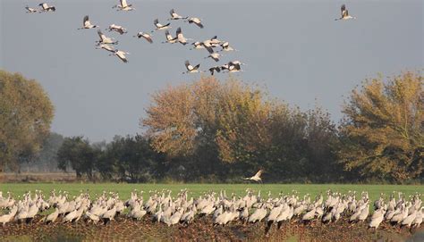 Deutsche Wildtier Stiftung Wie Schlafen Wildtiere Jetzt