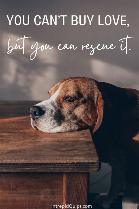 171 Rescue Dog Quotes And Captions For Pawsitively Heartwarming Tails