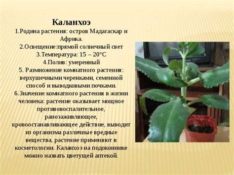 Комнатное живое дерево: фото с описанием, особенности ухода ...