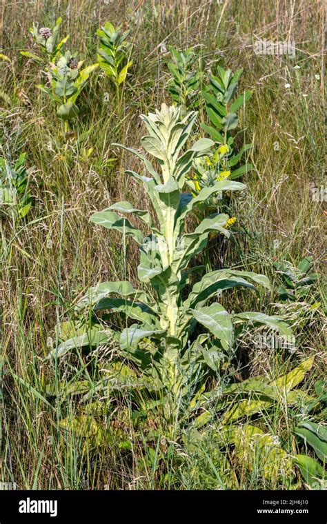 Great Mullein Verbascum Thapsus Growing In Prairie Introduced