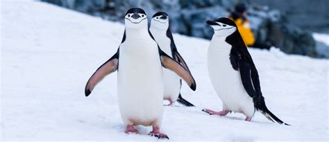 What is the smallest species of penguin called?