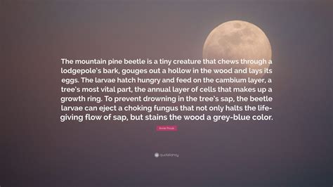 Annie Proulx Quote The Mountain Pine Beetle Is A Tiny Creature That