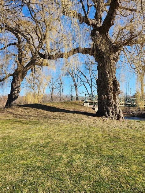 Willow Tree Bridge River stock photo. Image of willow - 276613158