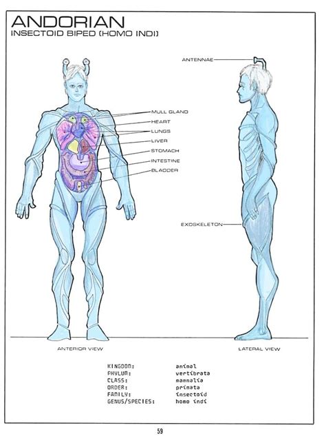 Andorian Gross Anatomy Outline From The Star Fleet Medical Manual