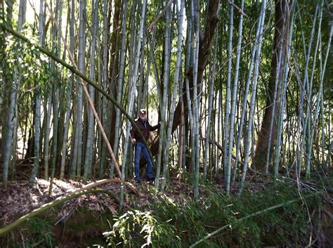 The Blog Where Horror Dwells Big Bamboo