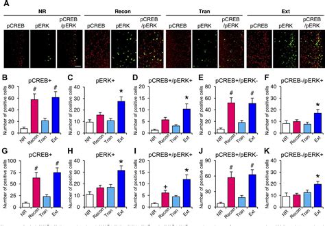 Figure 4 From Active Transition Of Fear Memory Phase From