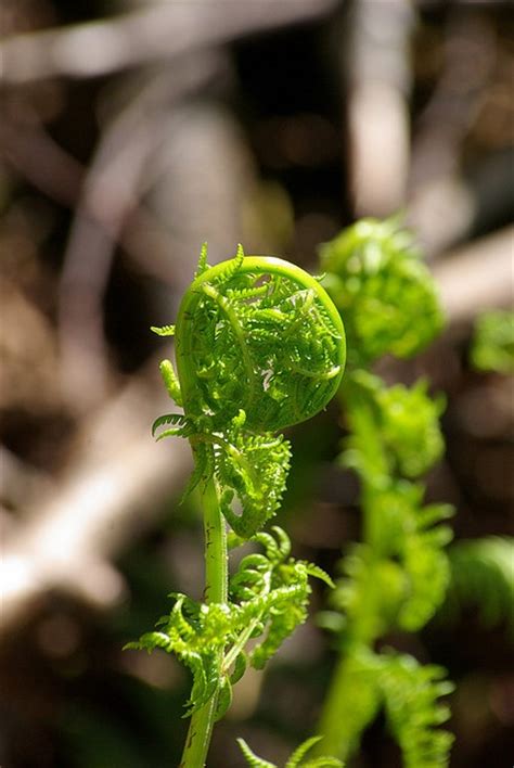 17 Best images about Redwood Forest on Pinterest | Wild flowers, Parks ...