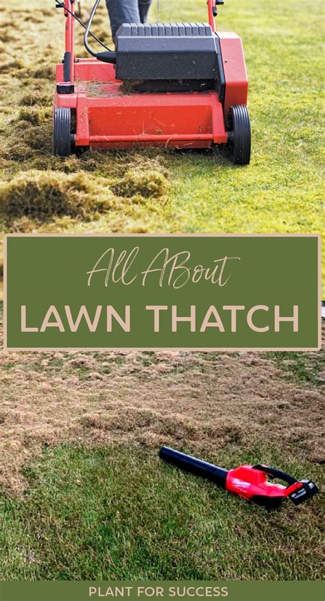 All About Lawn Thatch In 2021 Lawn Care Tips Thatching Lawn Dethatching