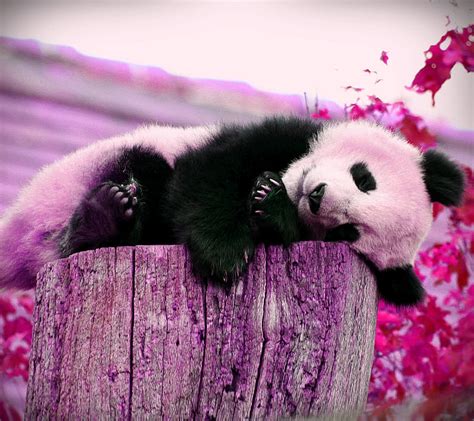 Sweet Panda Panda Sweet Hd Wallpaper Peakpx