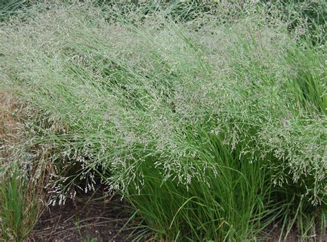 Tropical Grasses Williams Seed