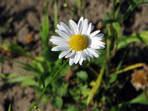 Magerwiesen Margerite Leucanthemum Vulgare Wiesen Margerit Flickr