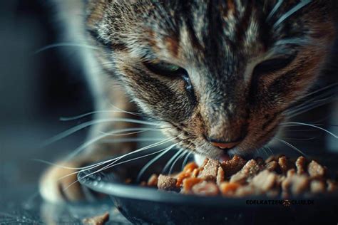 Katze Zittert Beim Fressen Ursachen Und Behandlung