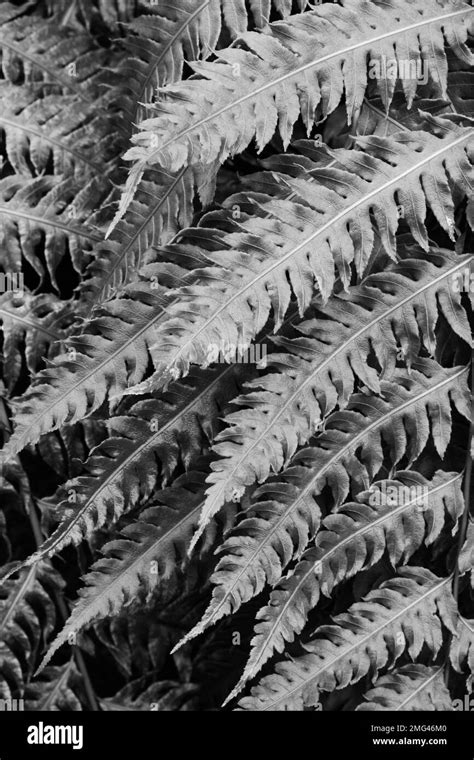 Beautiful Leafy Ferns Growing In The Tropical Jungle In A Black And