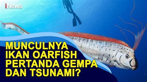 Benarkah Munculnya Ikan Oarfish Pertanda Gempa Dan Tsunami Youtube