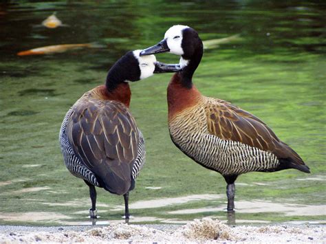 White Faced Whistling Ducks This Pair Of White Faced Whist Flickr