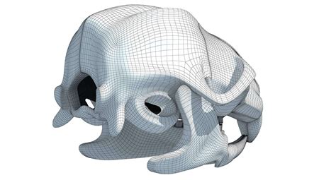 Rat Skull 3d Model By 3d Horse