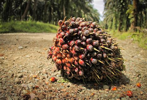 Isu Minyak Sawit Malaysia Hotto Isu