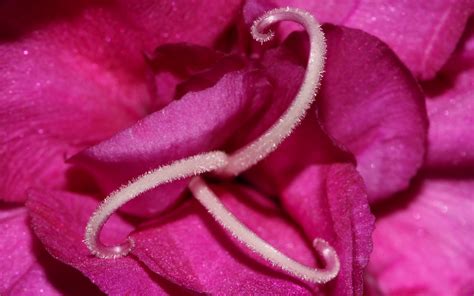 Pink Flower Macro Wallpapers | HD Wallpapers | ID #11872