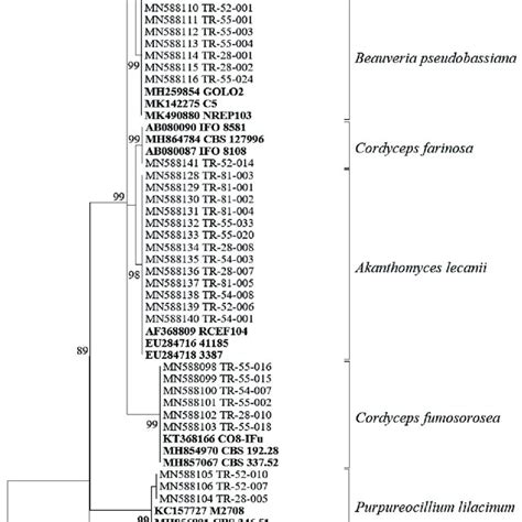 Maximum Likelihood Ml Phylogenetic Tree Generated From The Its