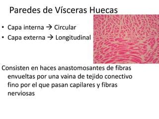 Histologia Musculo Liso PPT