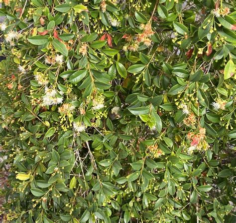 Eugenia Paniculata Urban Tree Farm Nursery