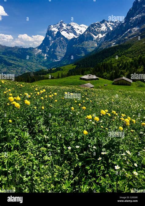 Wandern Von Der Kleinen Scheidegg Zu Stadt Grindelwald Durch Alpine