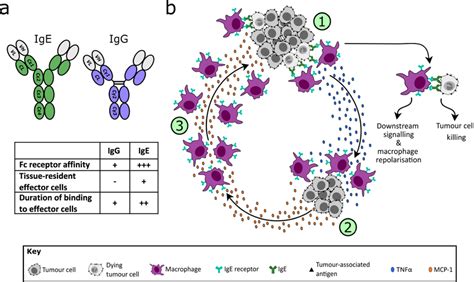 Mechanism Of Cytotoxicity Mediated By MOv18 IgE A The Structurally