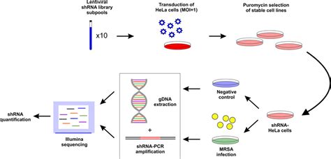 Layout Of Shrna Screening Approach Hela Cells Were First Transduced